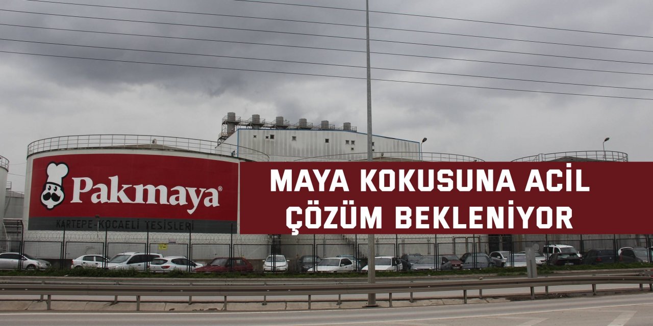 Maya kokusuna acil çözüm bekleniyor