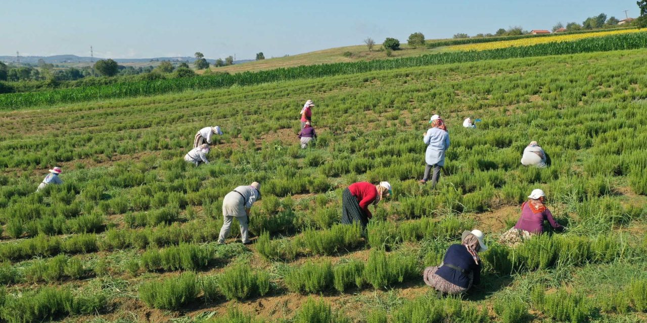 Tıbbi ve aromatik bitkilerin hasadı başladı