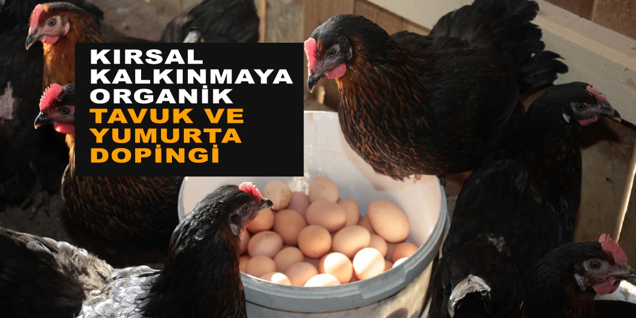 Kırsal kalkınmaya organik  tavuk ve yumurta  dopingi