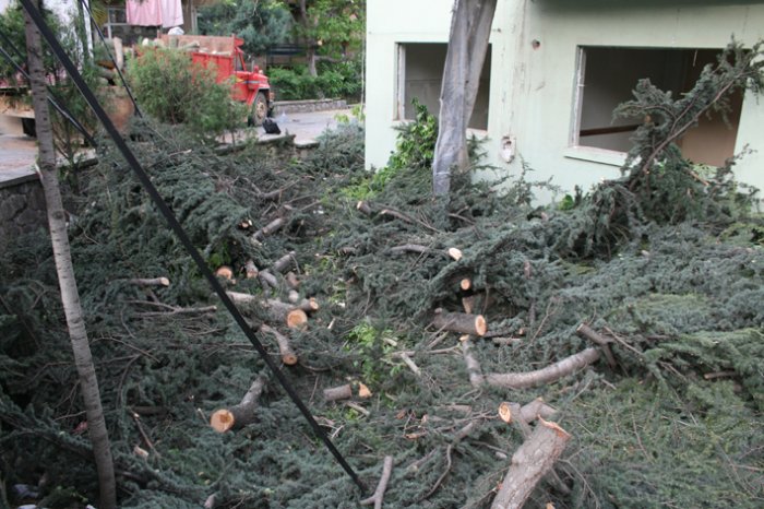 Sessiz sedasız kestiler!