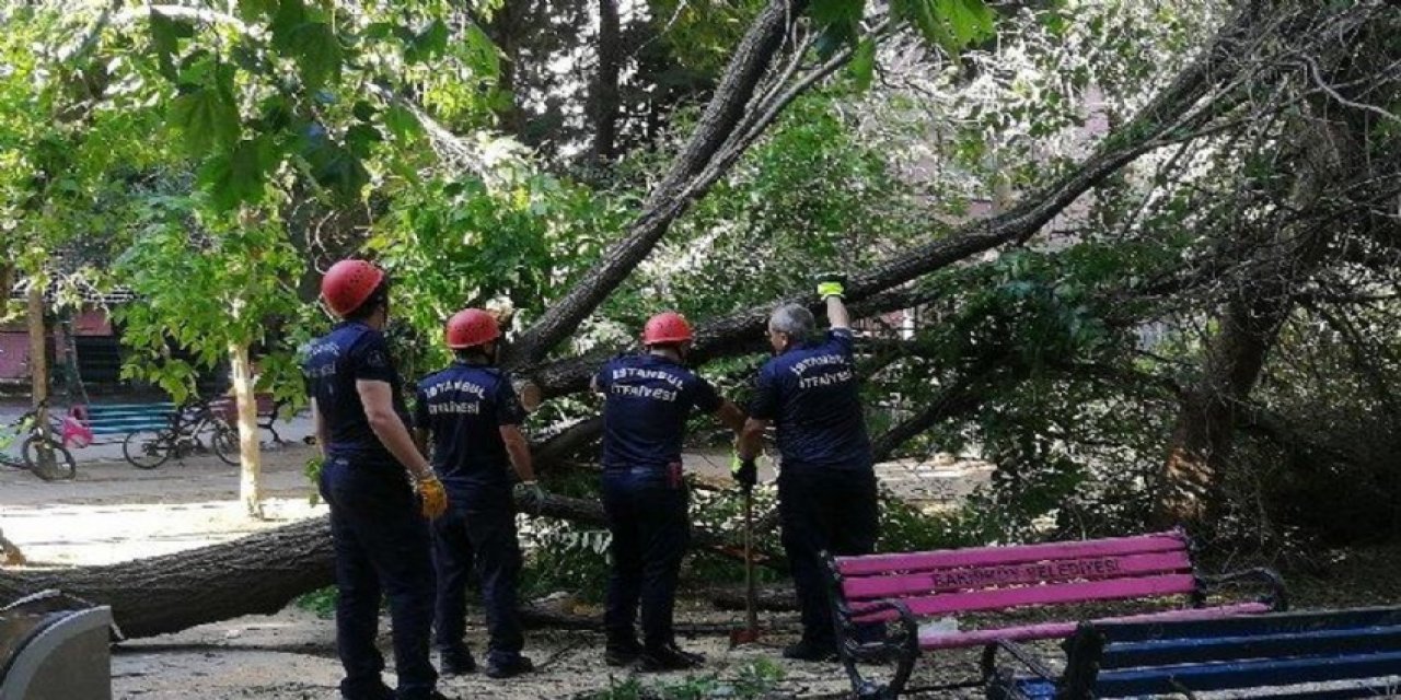 Çocukların üstüne ağaç devrildi: 3 yaralı