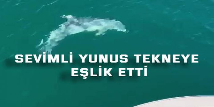 Sevimli yunus tekneye eşlik etti