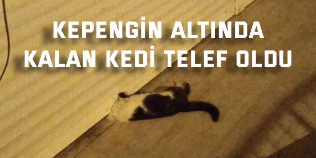 Kepengin altında kalan kedi telef oldu.