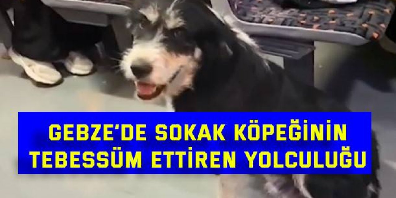 Gebze’de sokak köpeğinin tebessüm ettiren yolculuğu