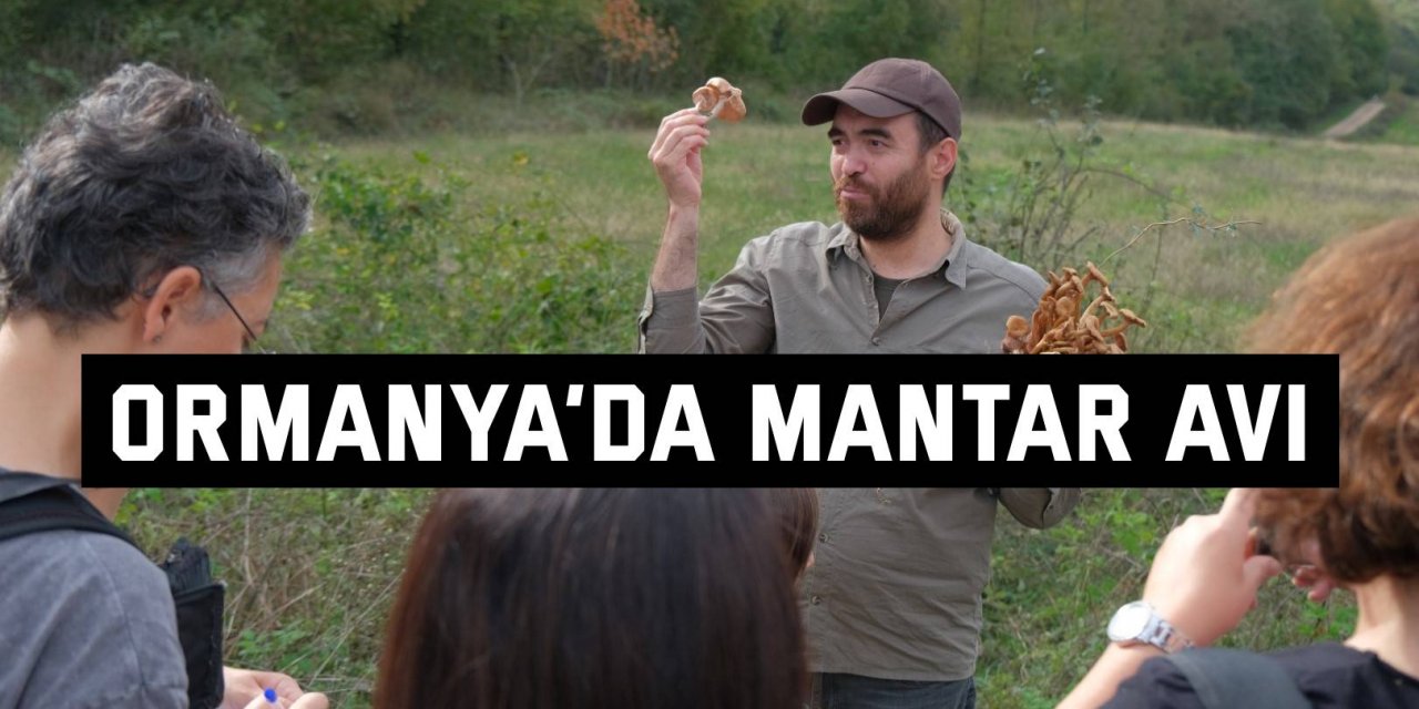 Ormanya’da mantar avı