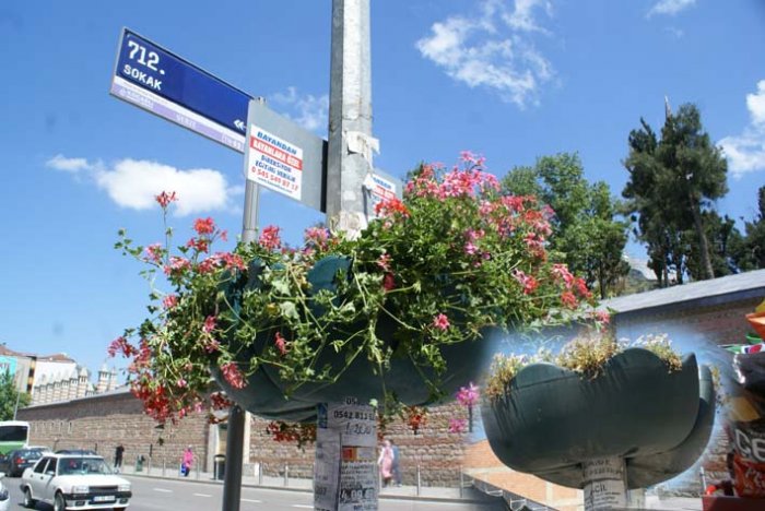 Bunlar da seçim çiçekleri!