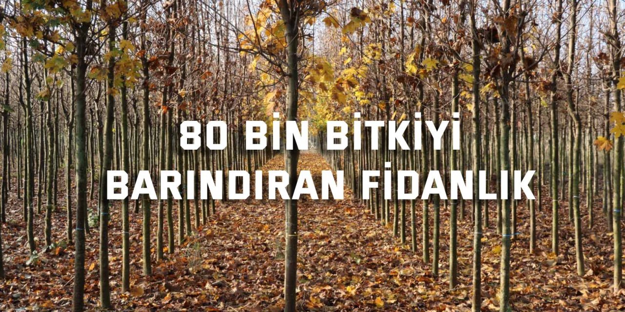 80 bin bitkiyi barındıran fidanlık