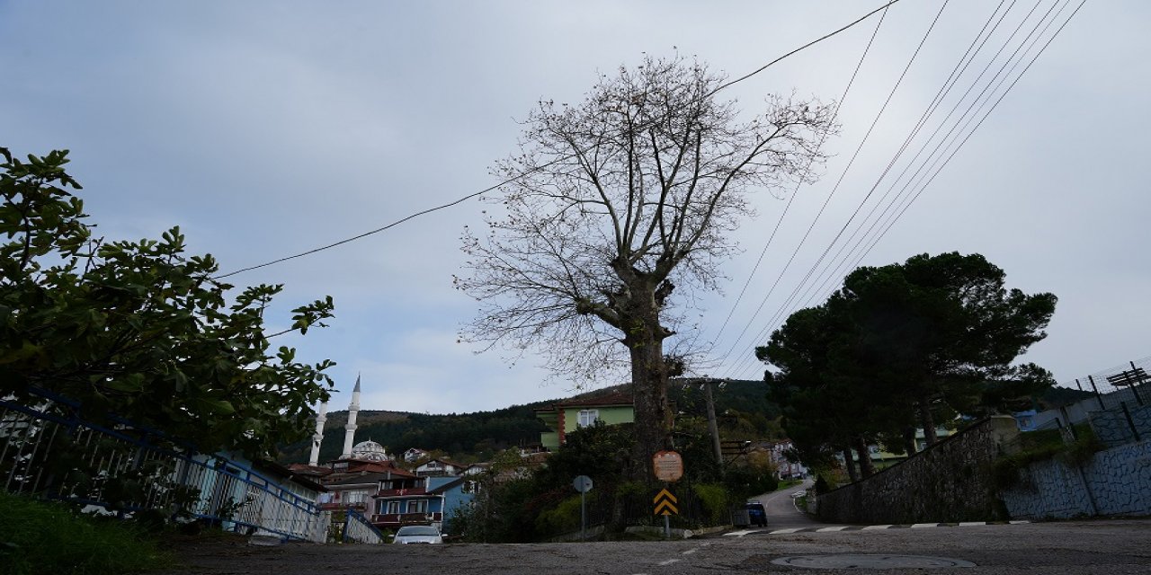 300 yıllık ağacın dikkat çeken hikayesi