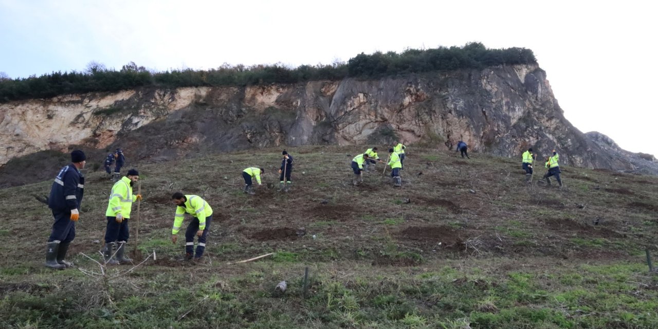 Bin 500 adet ağaç dikildi