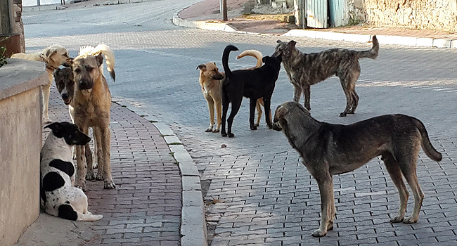Sokak köpeklerine insafsızlık!