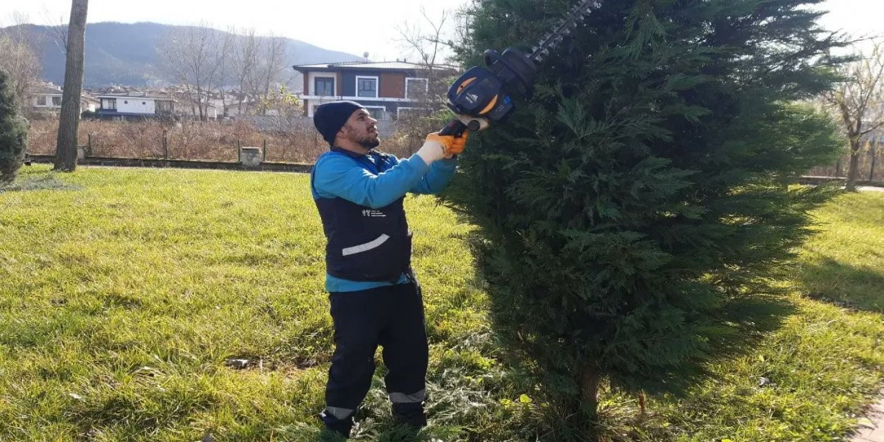 Olumsuz hava şartlarına karşı ağaçlar budanıyor