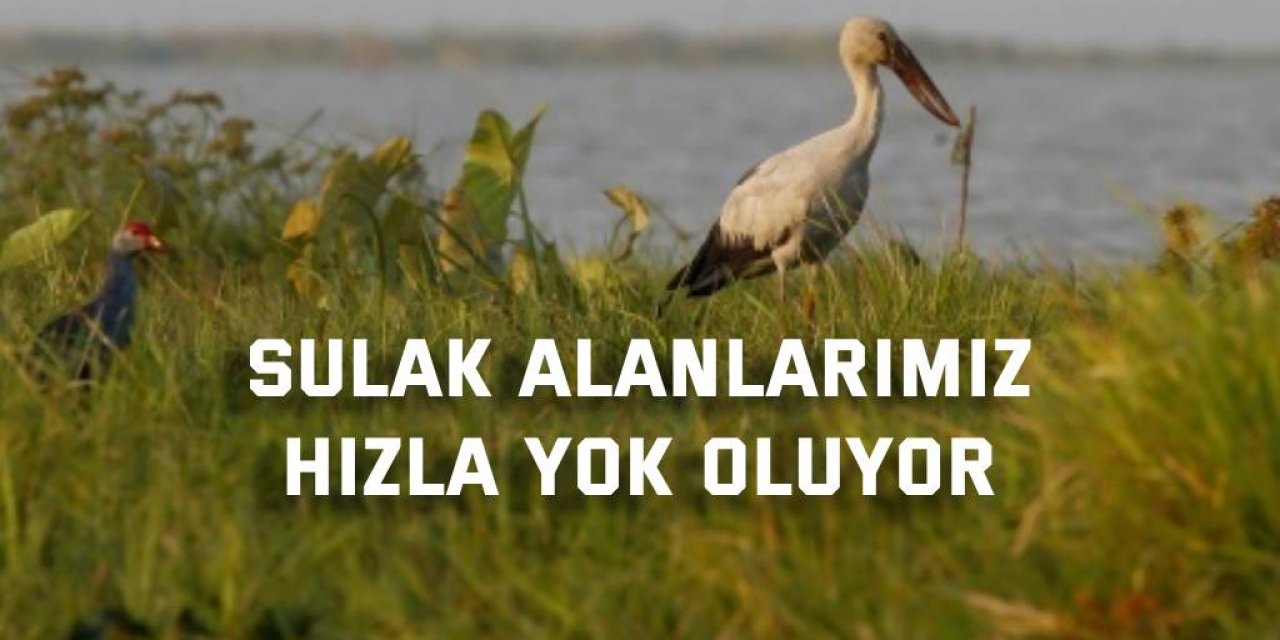 Sulak alanlarımız  hızla yok oluyor