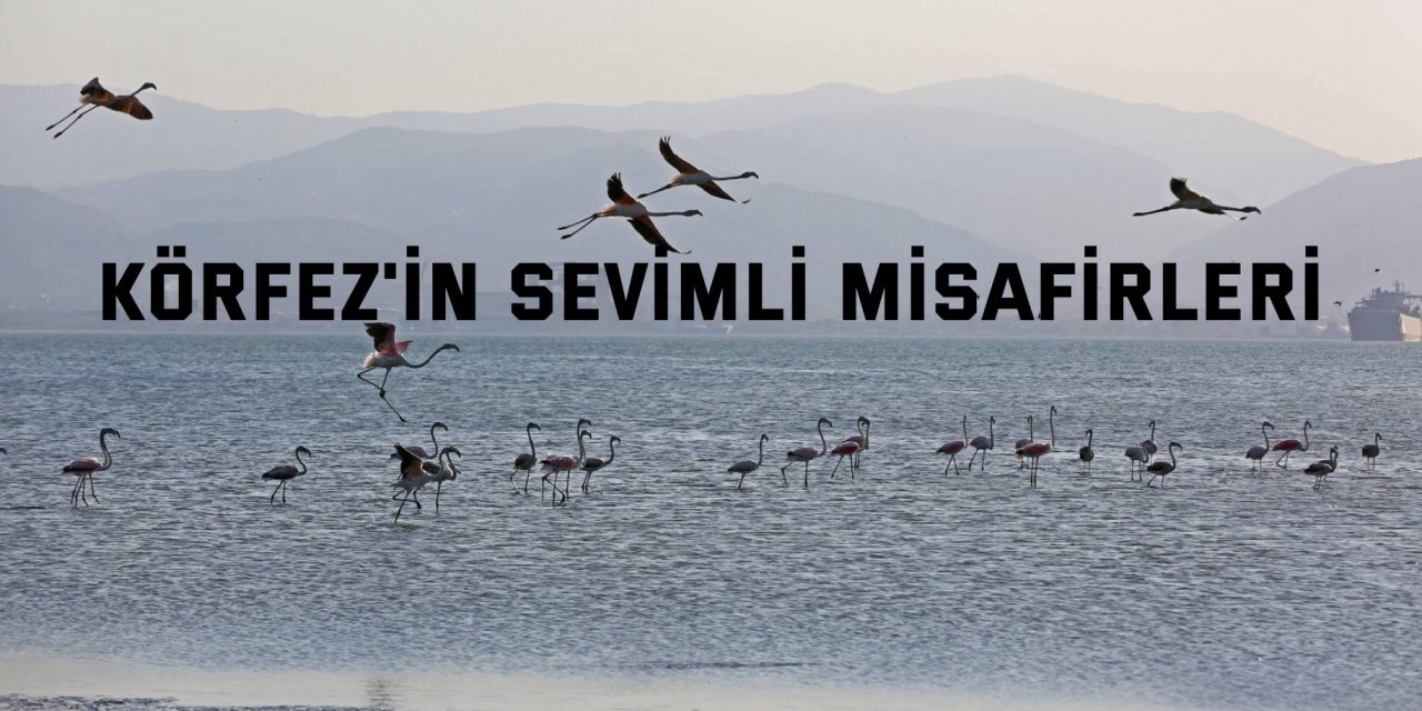 İzmit Körfezi'nin sevimli misafirleri