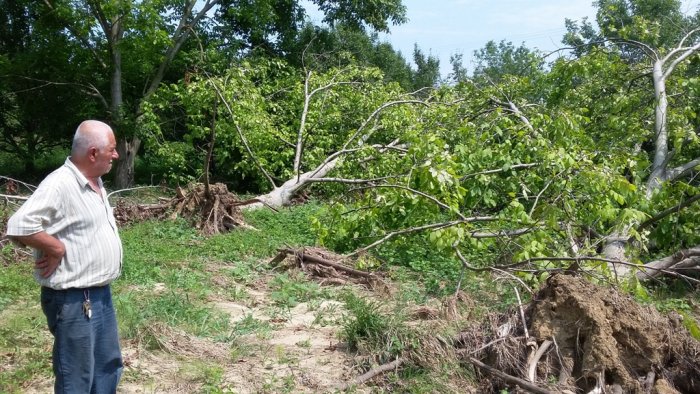 Sedaş’a ‘ağaç’ tepkisi