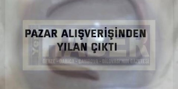 Pazar Alışverişinden Yılan Çıktı: Aile Şaşkına Döndü