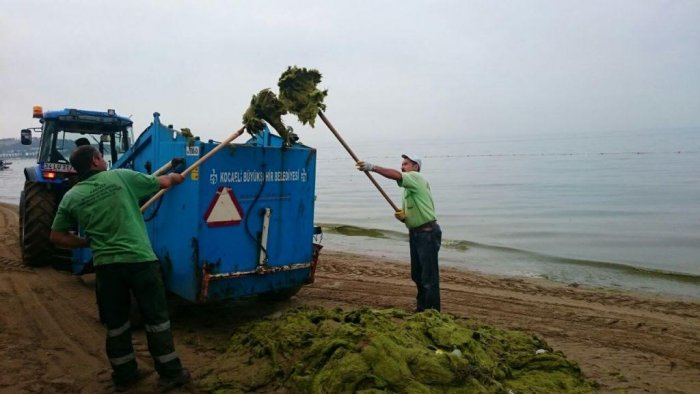 Bayramoğlu Plajı’nda periyodik temizlik