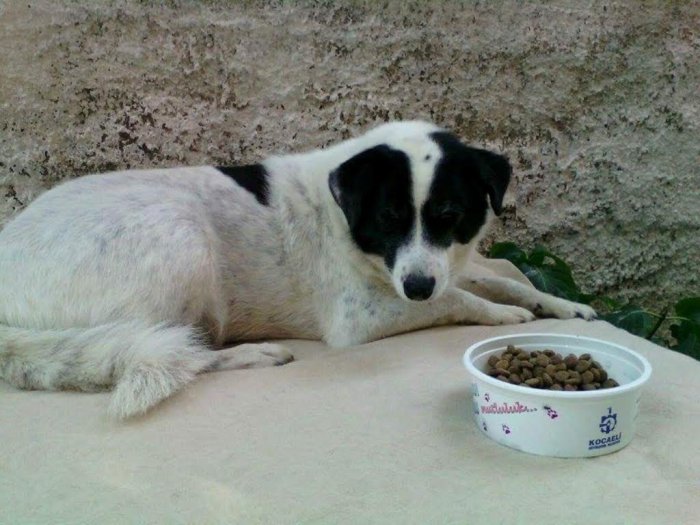 Su ve mama kabı ile milyon kere mutluluk