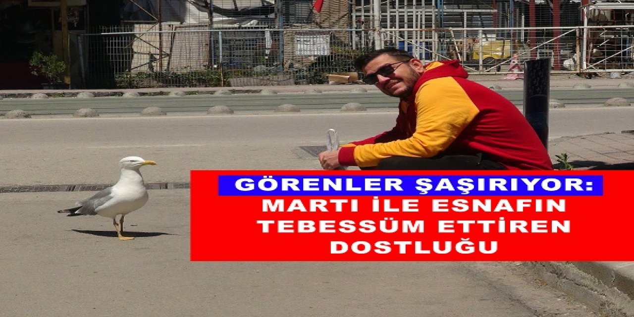 Görenler şaşırıyor: Martı ile esnafın tebessüm ettiren dostluğu