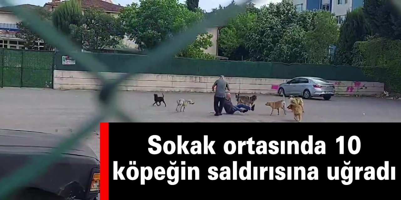 Sokak ortasında 10 köpeğin saldırısına uğradı