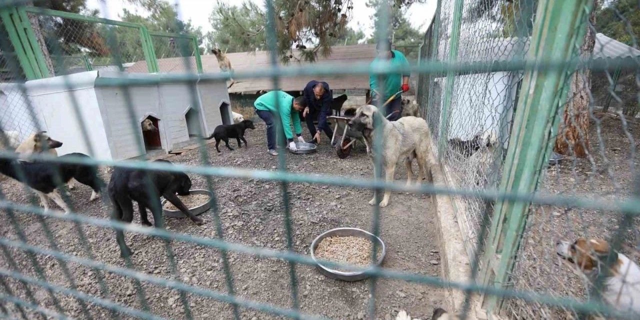 Bilim insanları sokak hayvanları için bir araya geliyor