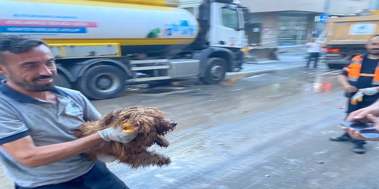 Çöken binanın enkazından 12 saat sonra bir köpek canlı olarak kurtarıldı