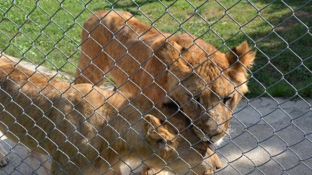 Bayramda aslanların hediyesi et