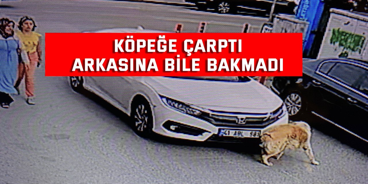 Köpeğe çarptı, arkasına bile bakmadı