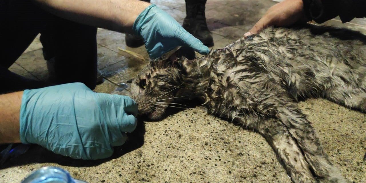 Yangında mahsur kalan kediyi hayatta tutma mücadelesi