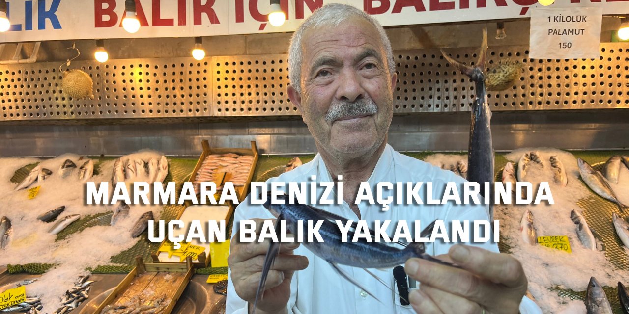 Marmara Denizi açıklarında uçan balık yakalandı