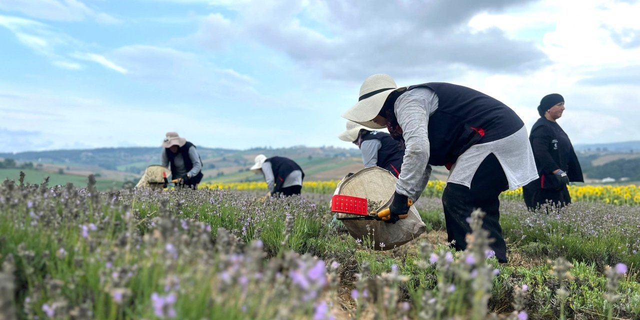 Kocaeli’de lavanta hasadı başladı