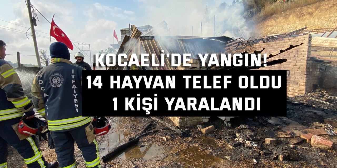 Kocaeli'de yangın! 14 hayvan telef oldu, 1 kişi yaralandı