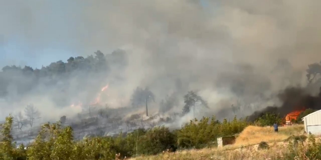 Bursa'da orman yangını