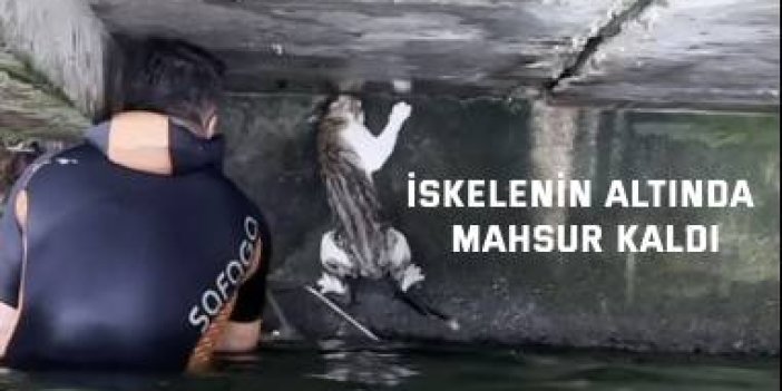 Kedi iskelenin altında mahsur kaldı