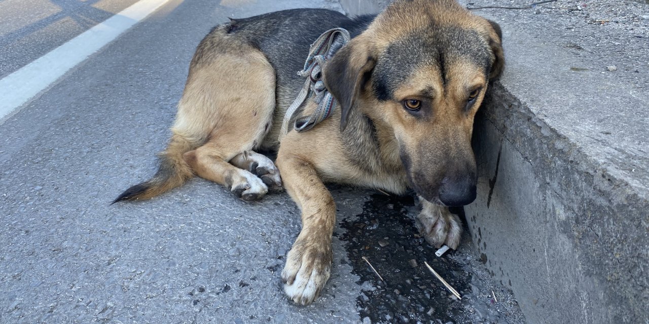 Yaralı köpeği polis kurtardı