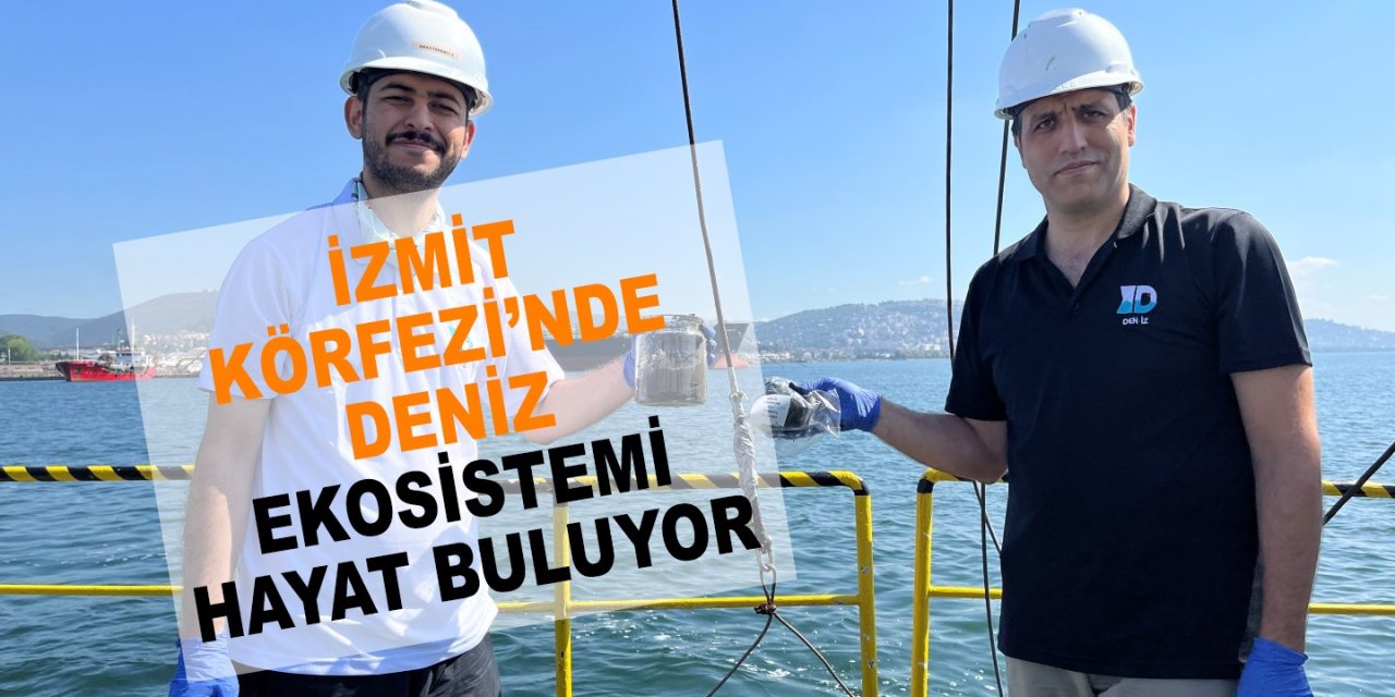 İzmit Körfezi'nde deniz ekosistemi hayat buluyor