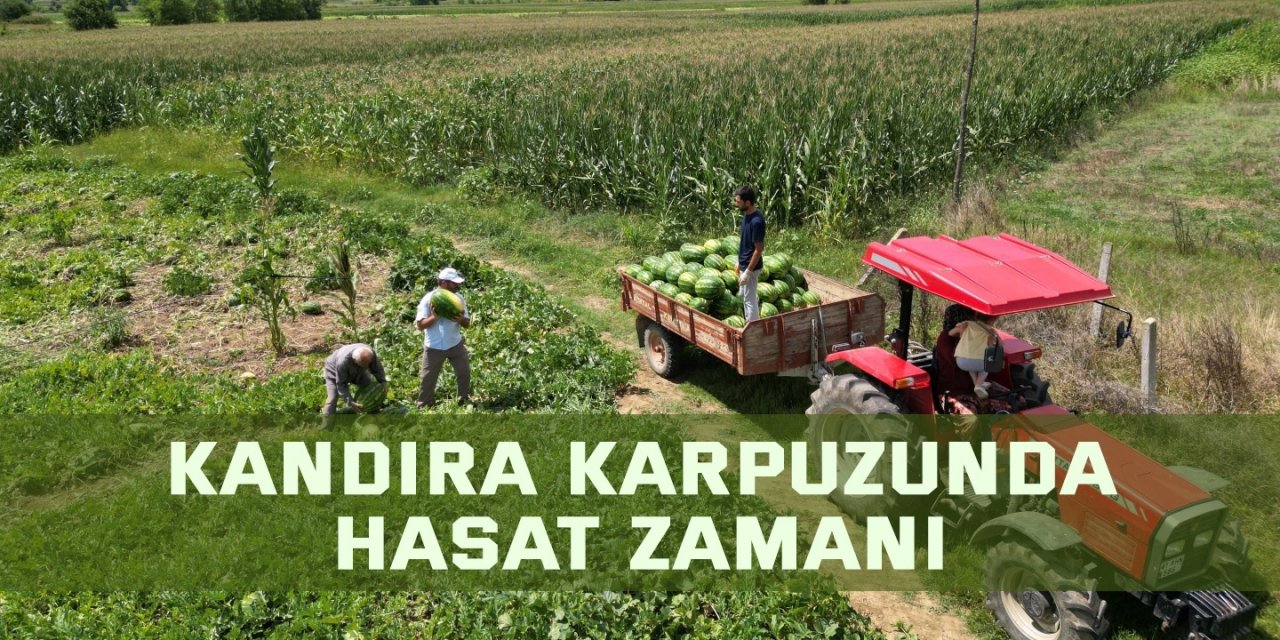 Kandıra karpuzunda hasat zamanı