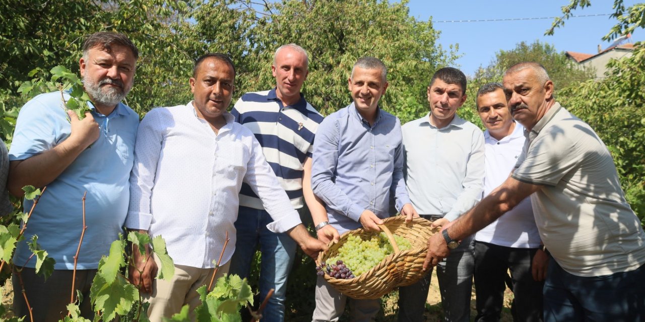 Meşhur üzümlerin hasadına başlandı