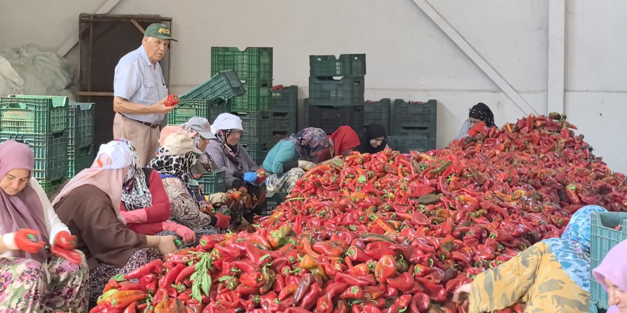 KADINLAR TARAFINDAN ÜRETİLEN SALÇALAR    25 yıldır Hollanda'ya ihraç ediliyor