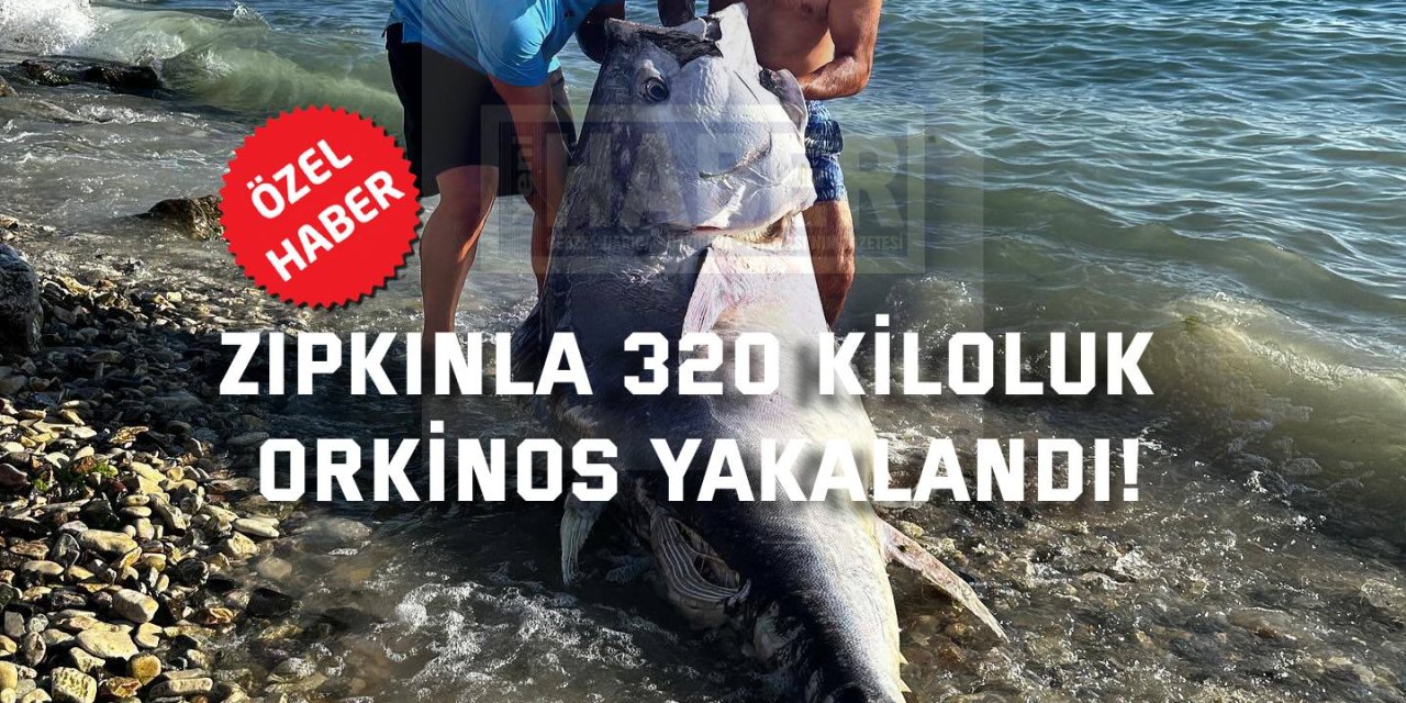 Zıpkınla 320 kiloluk orkinos yakalandı!