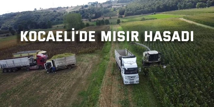 Kocaeli’de mısır hasadı