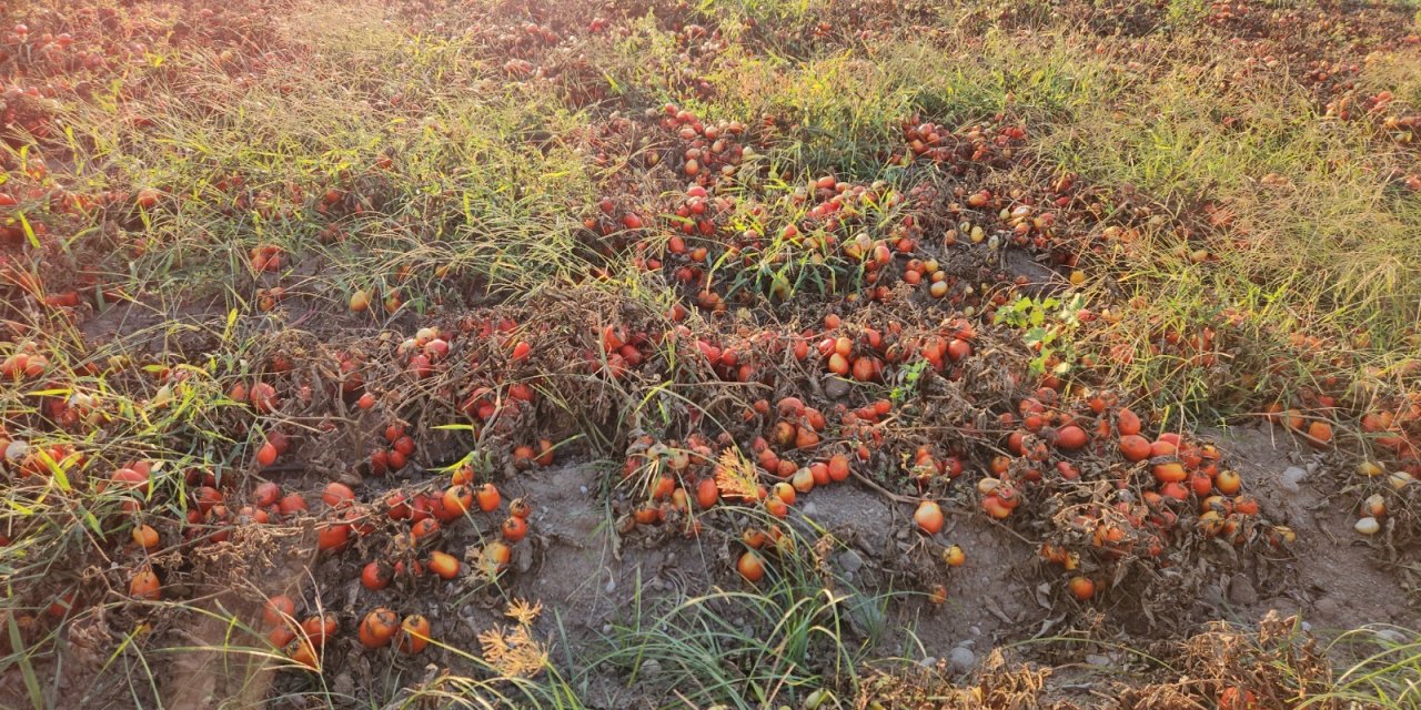 Domates tarlada kaldı!