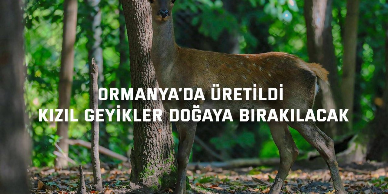 ORMANYA’DA ÜRETİLDİ Kızıl Geyikler doğaya bırakılacak