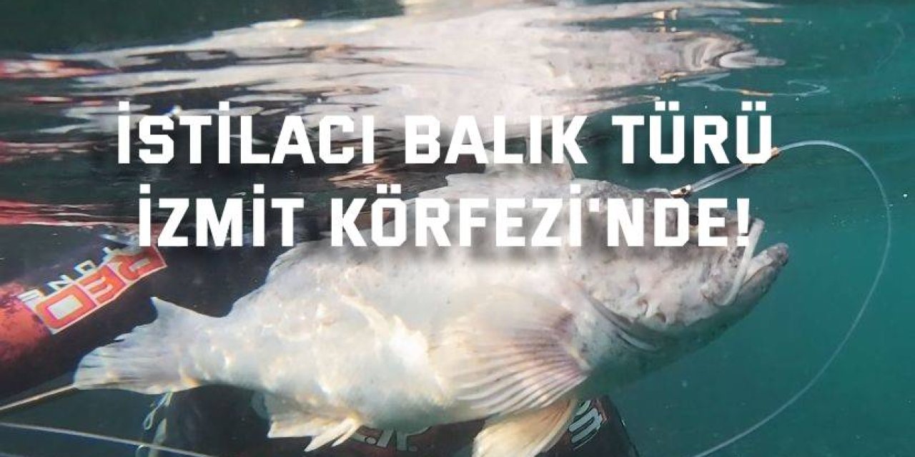 İstilacı balık türü  İzmit Körfezi'nde!