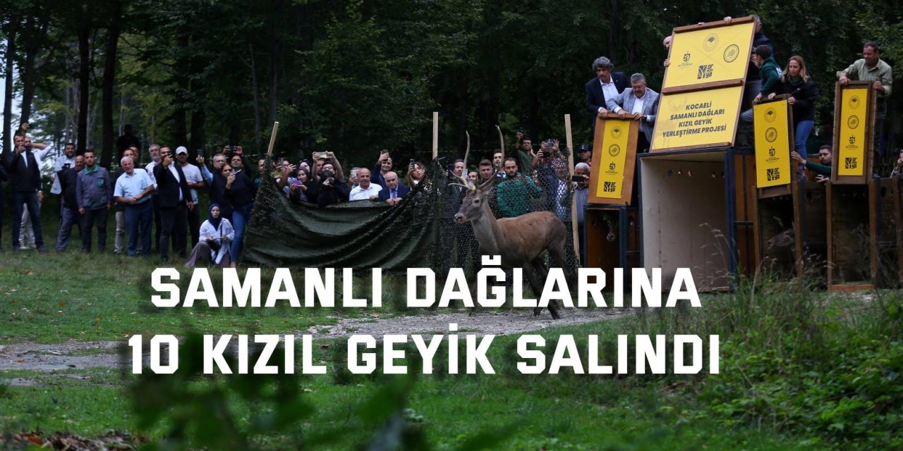 Samanlı Dağlarına  10 Kızıl geyik salındı