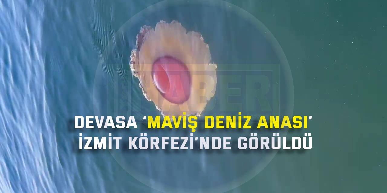 Devasa ‘Maviş Deniz Anası’ İzmit Körfezi’nde görüldü