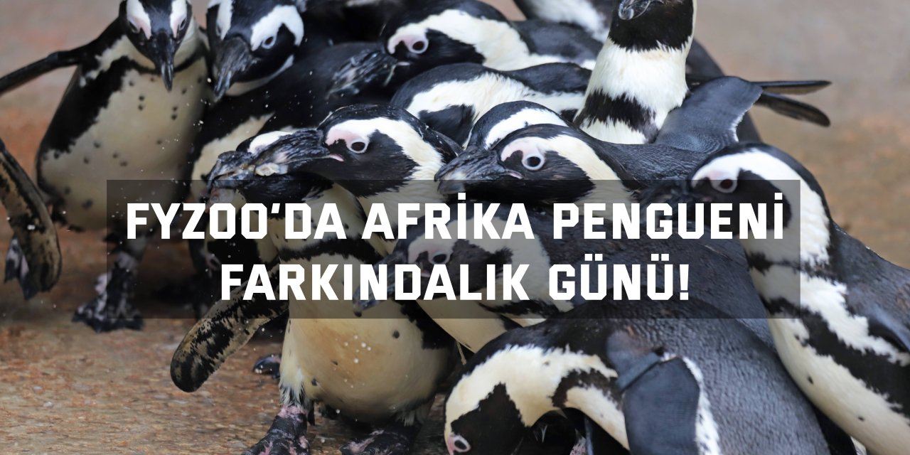 FYZoo’da Afrika Pengueni Farkındalık Günü!