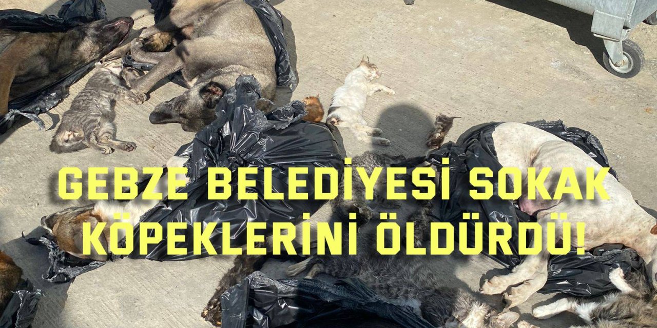 Gebze Belediyesi sokak köpeklerini öldürdü!