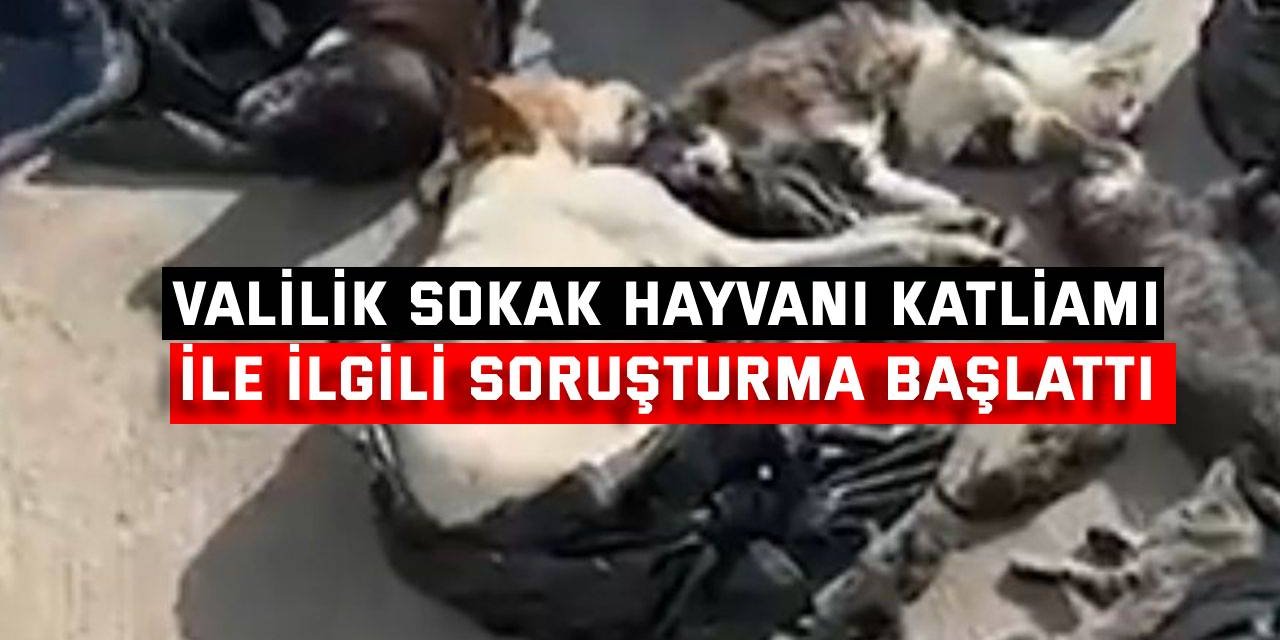 Kocaeli Valiliği sokak hayvanı katliamı ile ilgili soruşturma başlattı