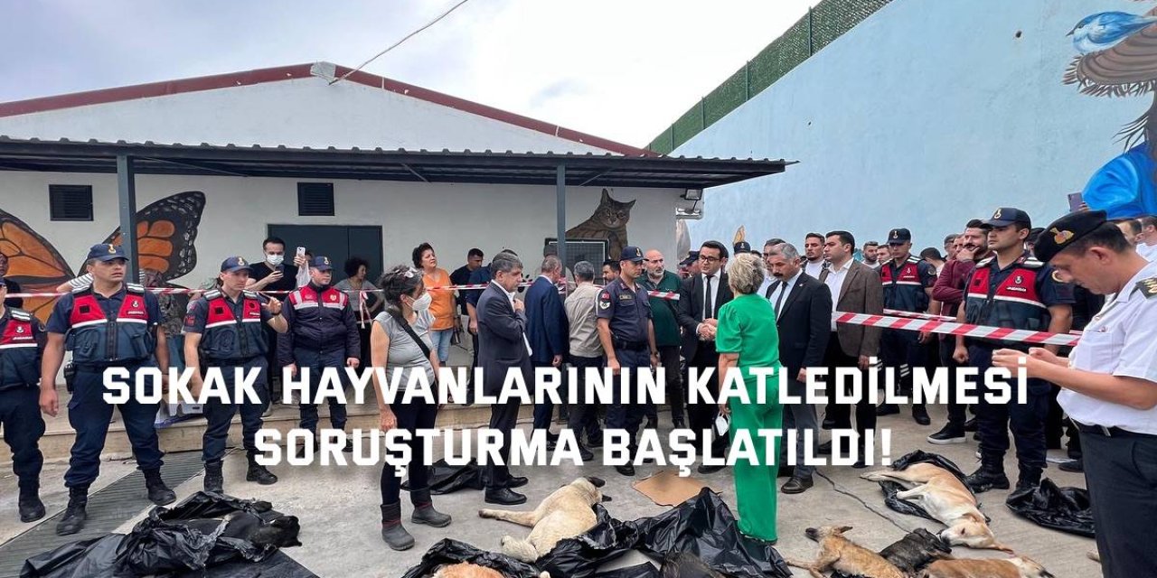 SOKAK HAYVANLARININ KATLEDİLMESİ Soruşturma başlatıldı!