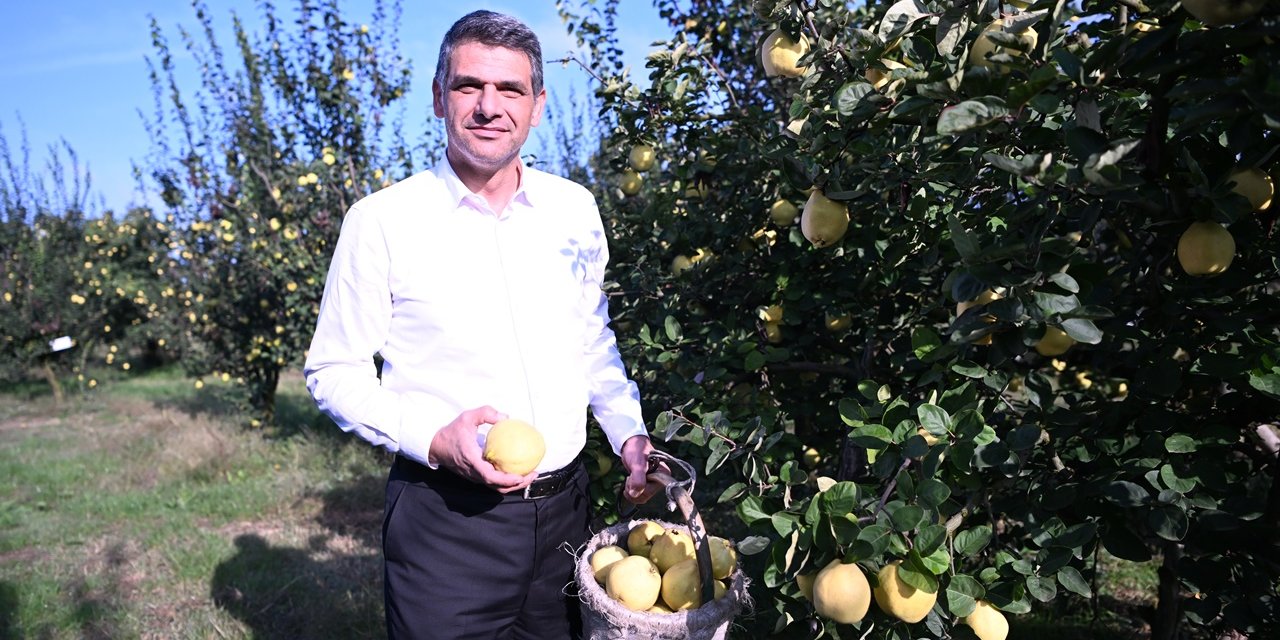 Hasat Başladı, Şimdi Eşme Ayva Festivali Zamanı